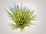 Carex siderosticha ‘Banana Boat - Thumbnail 5
