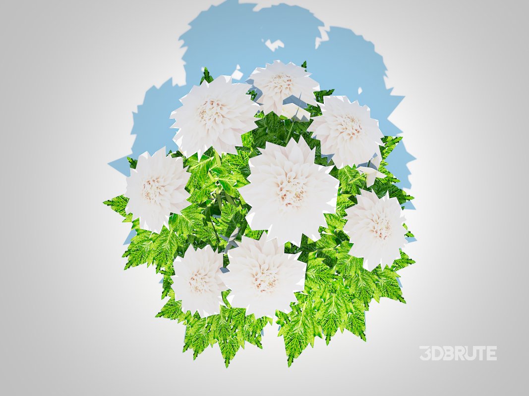 Dahlia Lisa White Image 3