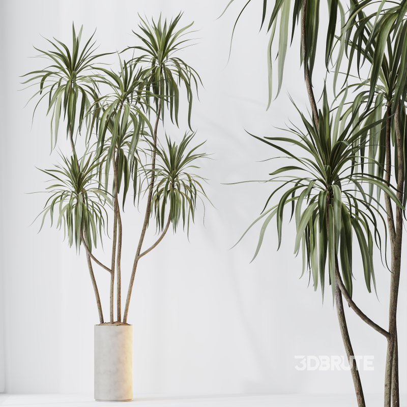 AV Indoor plants set 204 Mission Olive and Ficus Cyathistipula and Lemon Lime Cane Dragon and Banana Strelitzia Nicolai Image 6