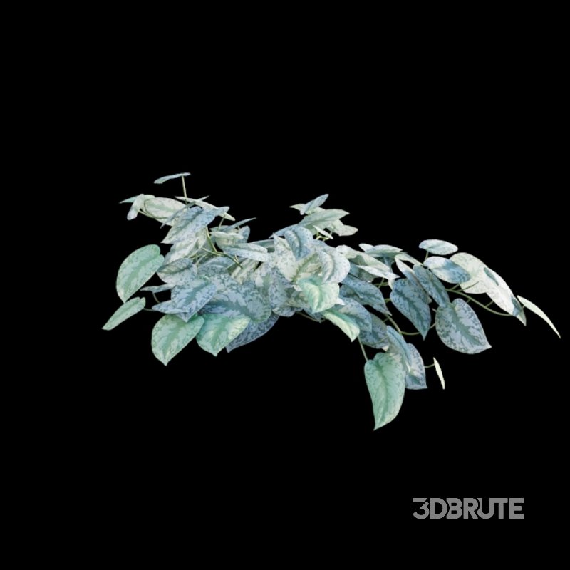 Scindapsus pictus – Satin Pothos Image 5