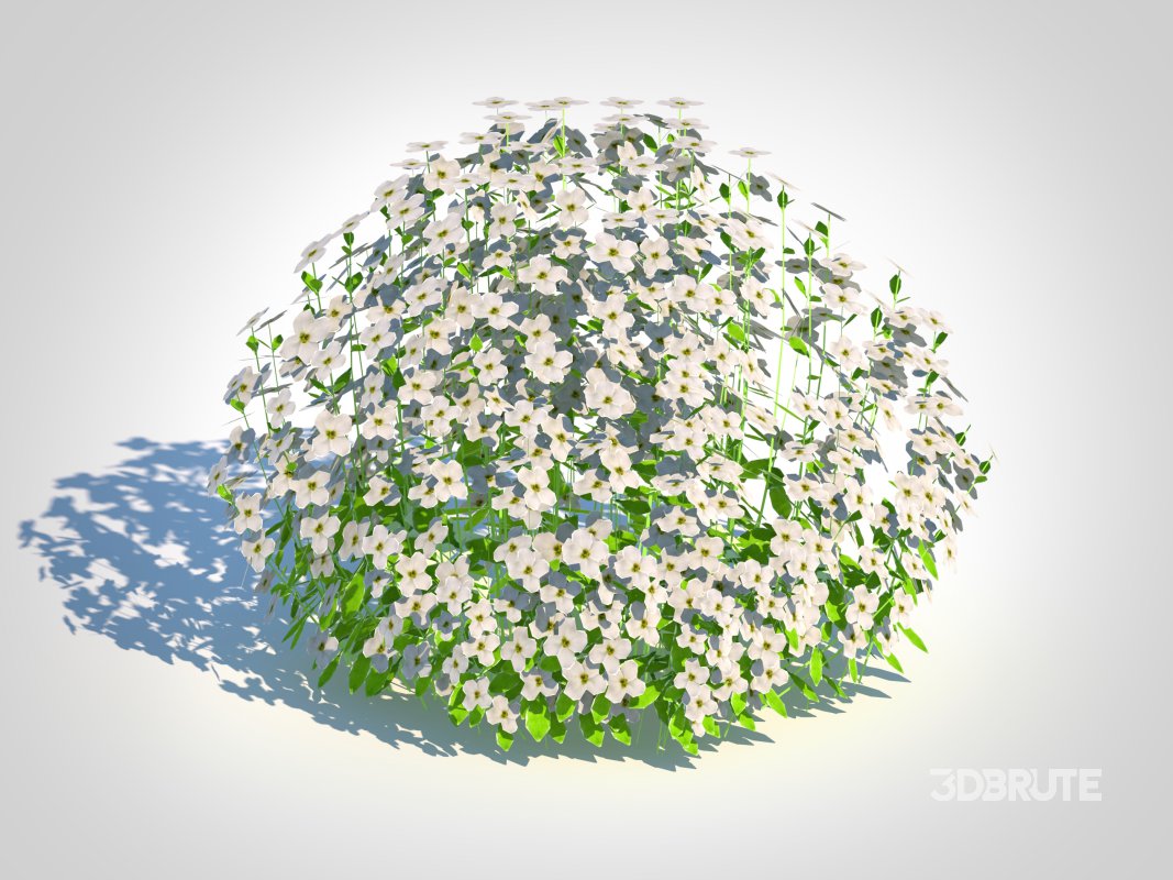 Arabis caucasica -Snow Cap Image 3