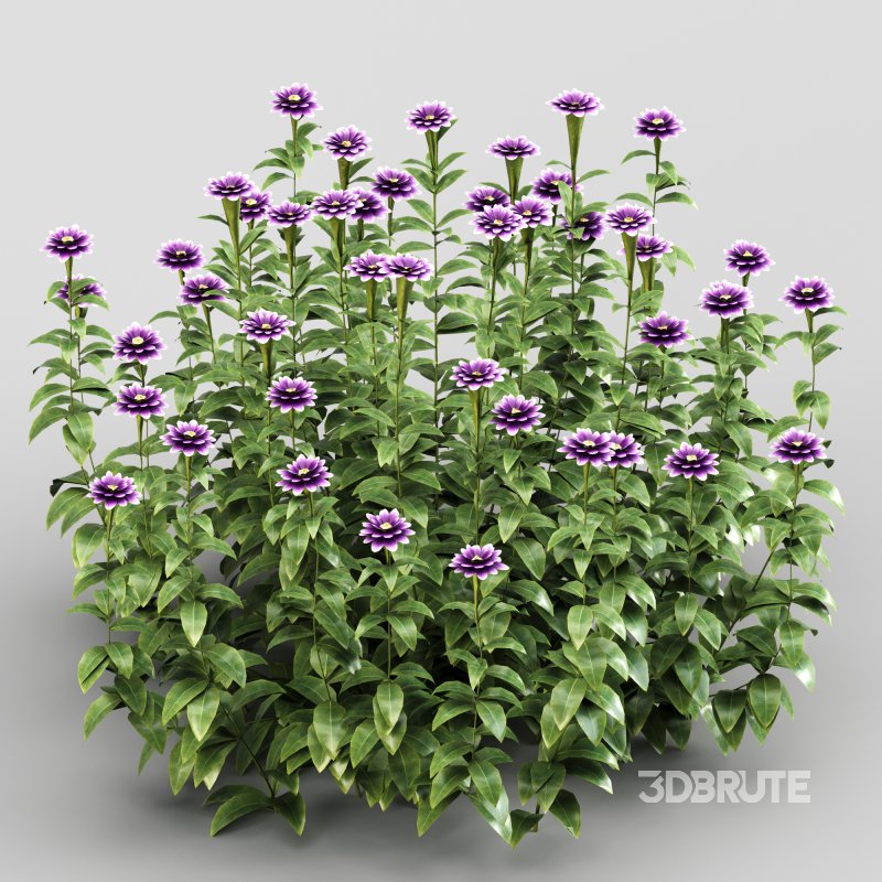 Purple blossom bush Image 4