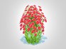 Aster novi-belgii – Dawrf Aster – red - Thumbnail 5