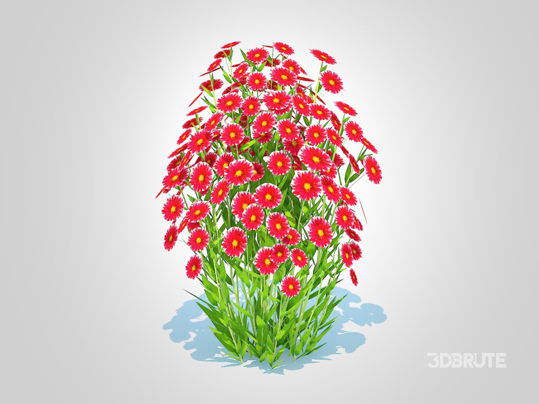 Aster novi-belgii – Dawrf Aster – red Image 5