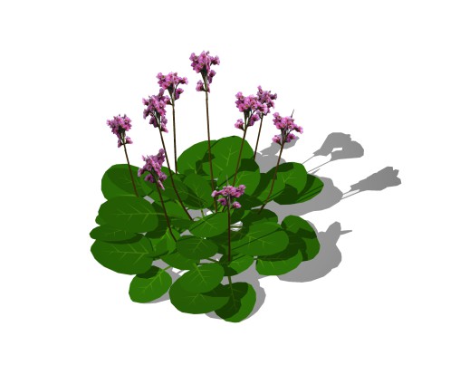 Bergenia Cordifolia