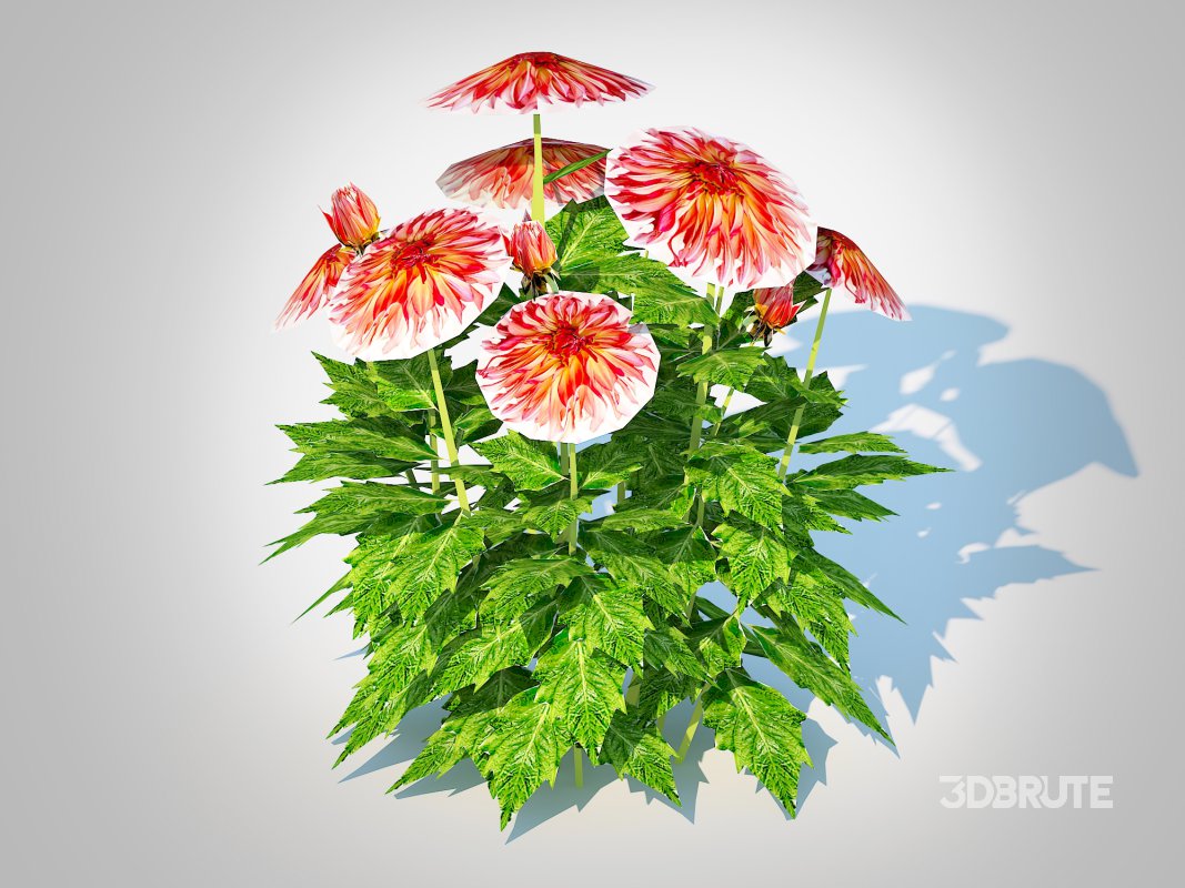 Dahlia Connie Image 3