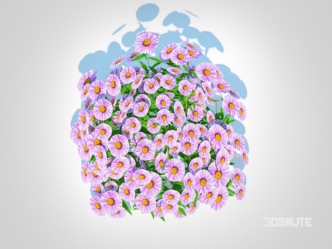 Aster novae-angliae – New England Aster – mauve Image 3