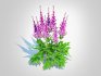 Astible chinensis – dwarf astilbe - Thumbnail 1