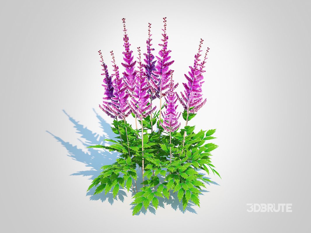 Astible chinensis – dwarf astilbe Image 1