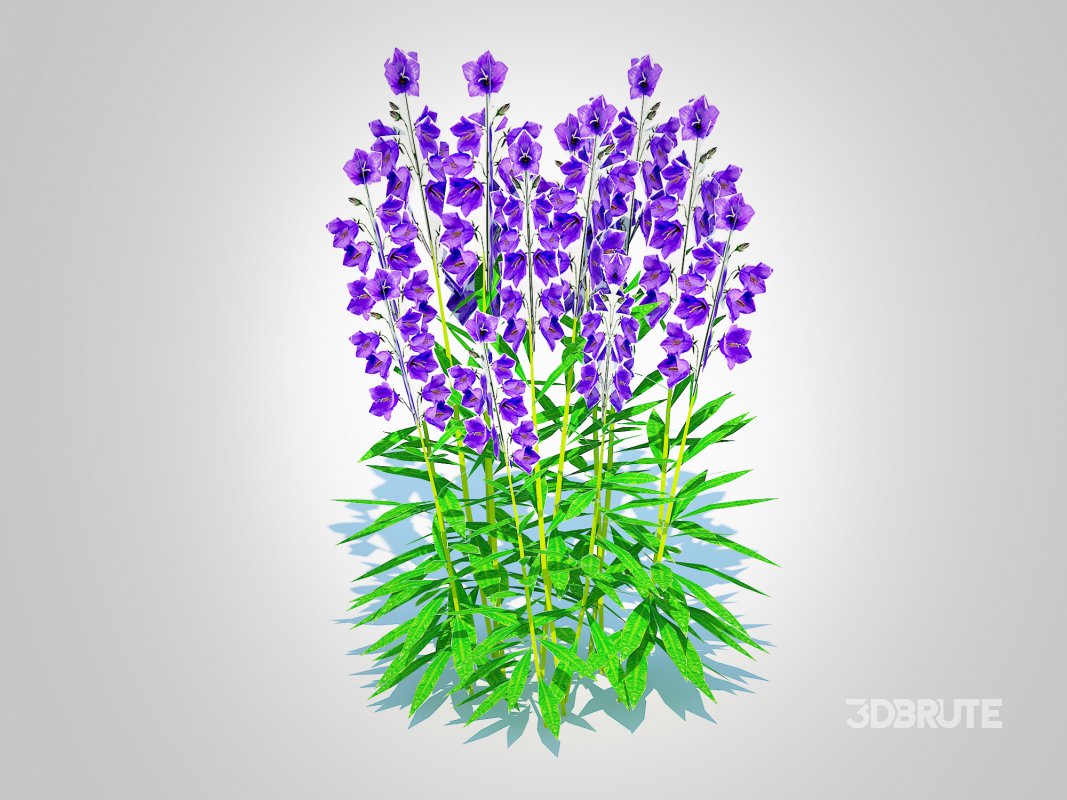 Campanula persicifolia – Peach-leaved bellflower_Blue Image 3