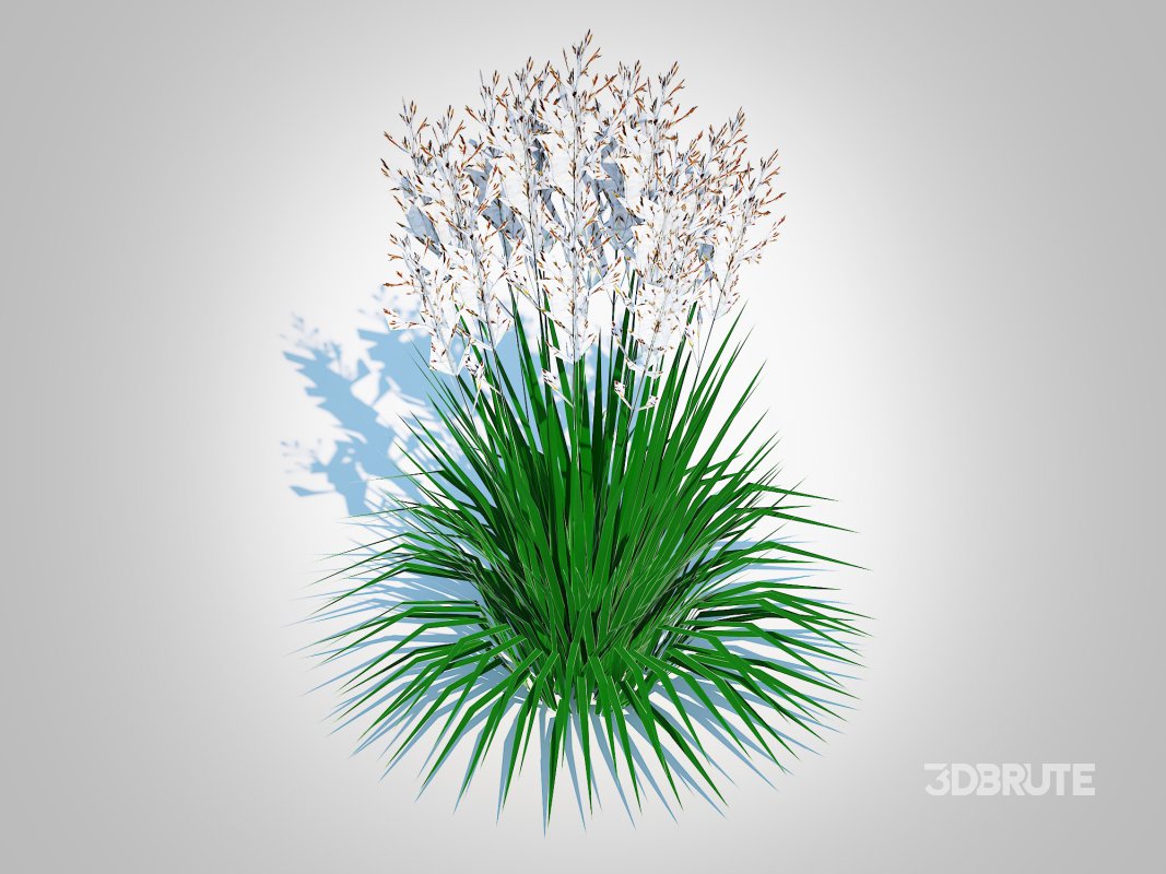 Deschampsia cespitosa – Tufted Hair Grass Image 2