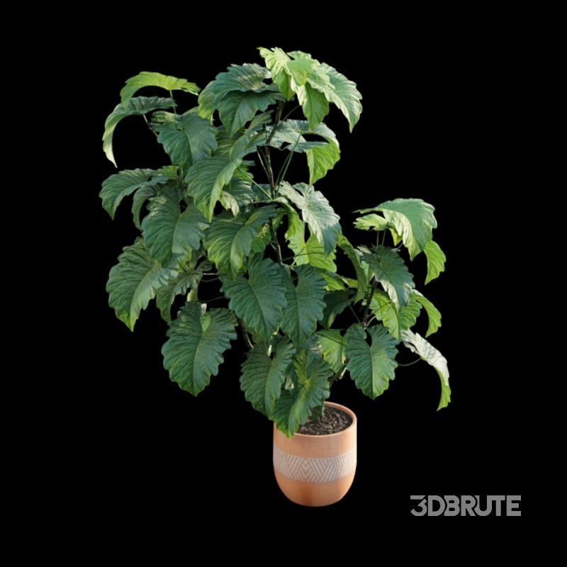 Philodendron subincisum Image 6