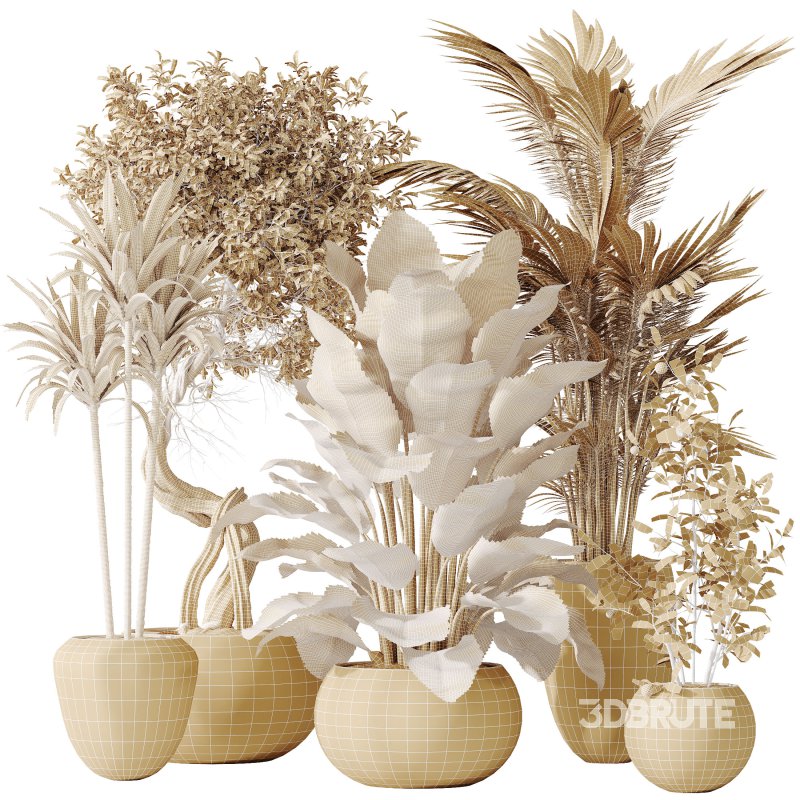 AV Indoor plants set 197 Ficus Bonsai Ginseng and Lemon Lime Cane Dragon and ParadiseBird and Areca Palm Image 9