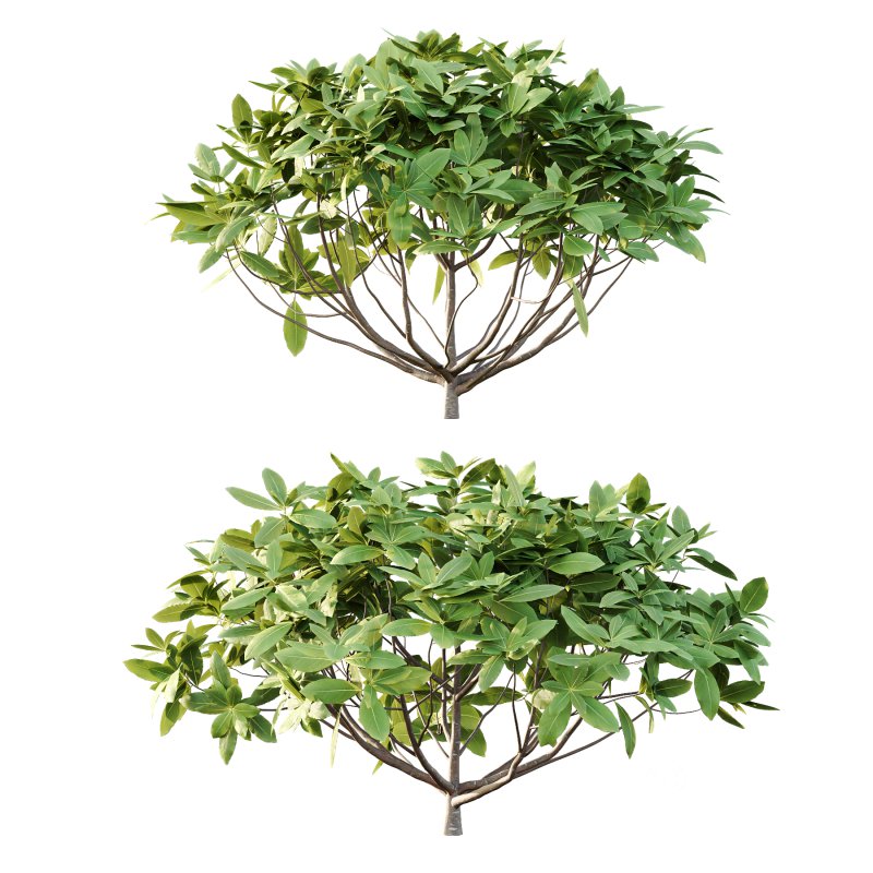 Edgeworthia chrysantha Plant Bush 02 Image 1