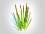 Asparagus - Thumbnail 6