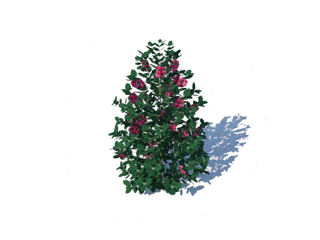 Ilex x meserveae-Blue Hollies Image 6
