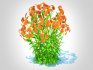 Asclepias tuberosa – Butterfly Weed - Thumbnail 4
