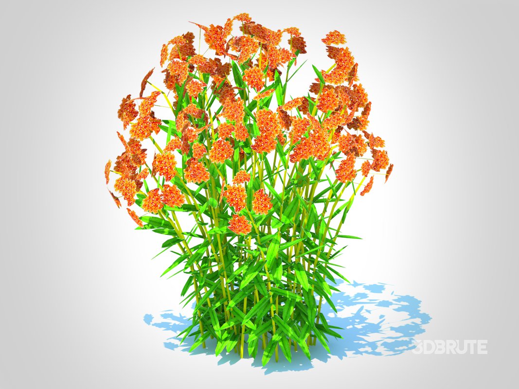 Asclepias tuberosa – Butterfly Weed Image 4