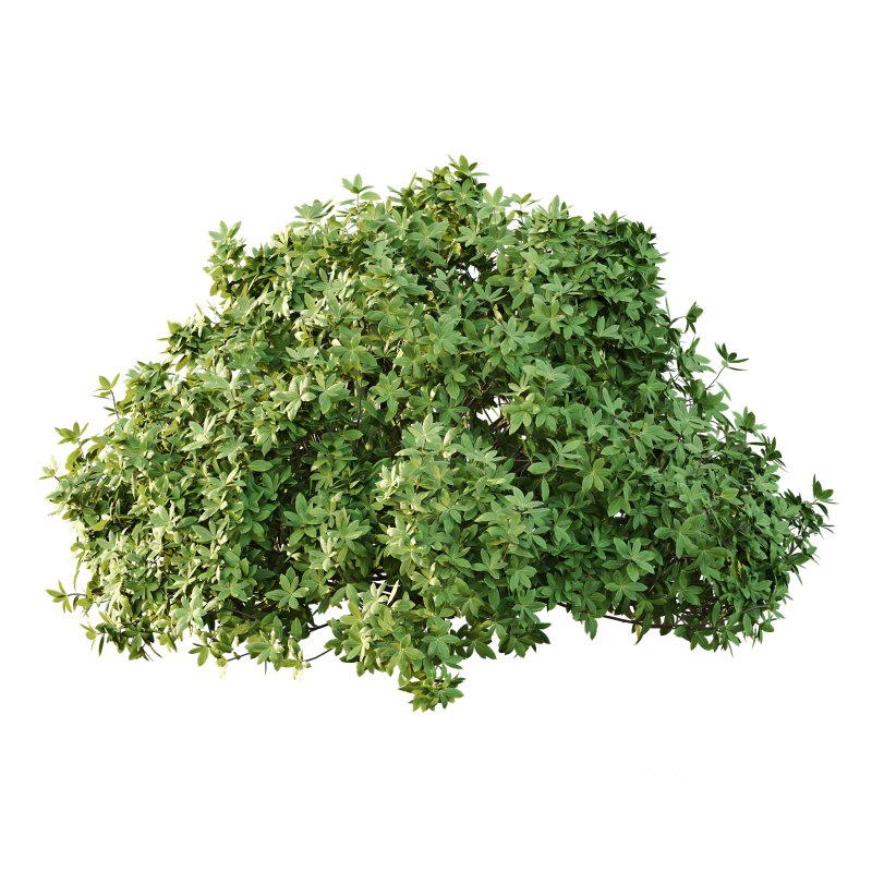 Edgeworthia chrysantha Plant Bush 02 Image 2