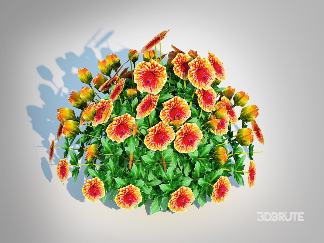 Chrysanthemum – Hardy Mum rust Image 2