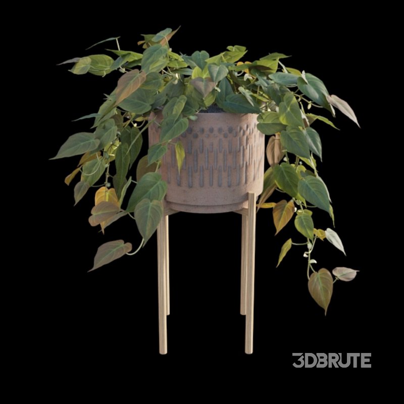 Philodendron Scandens Micans Image 4