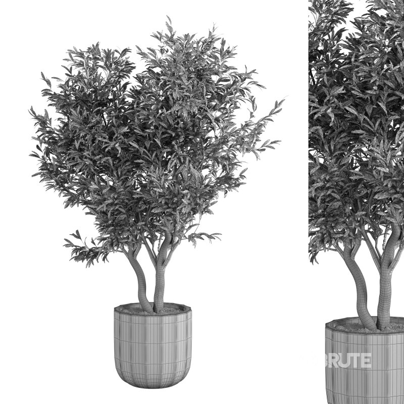 Olive Tree Indoor Plant Set.10 Image 4