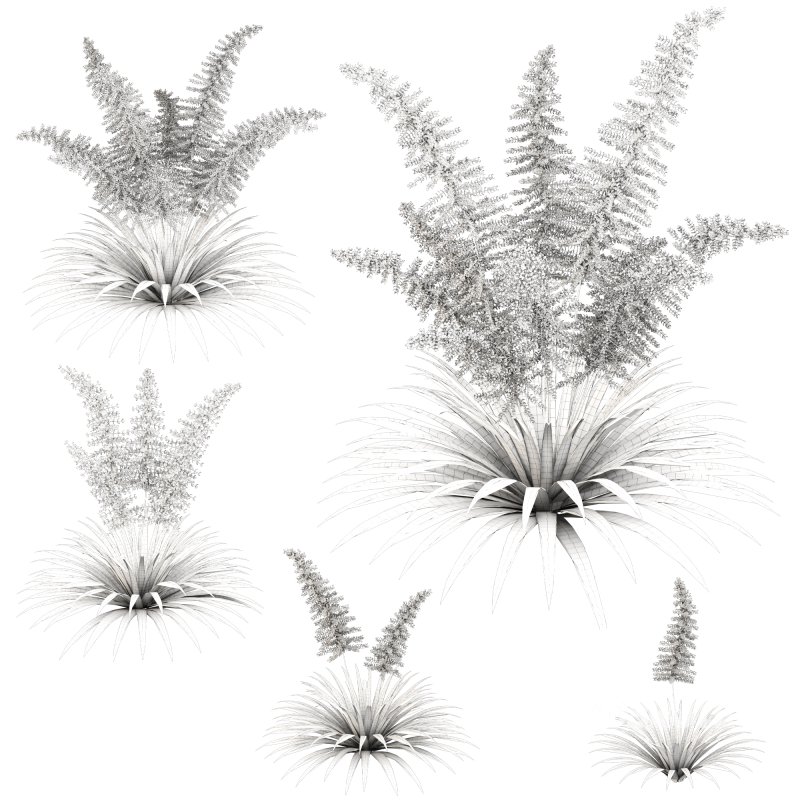 Elegant fern bush Image 4