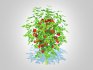 Cherry Tomato - Thumbnail 5