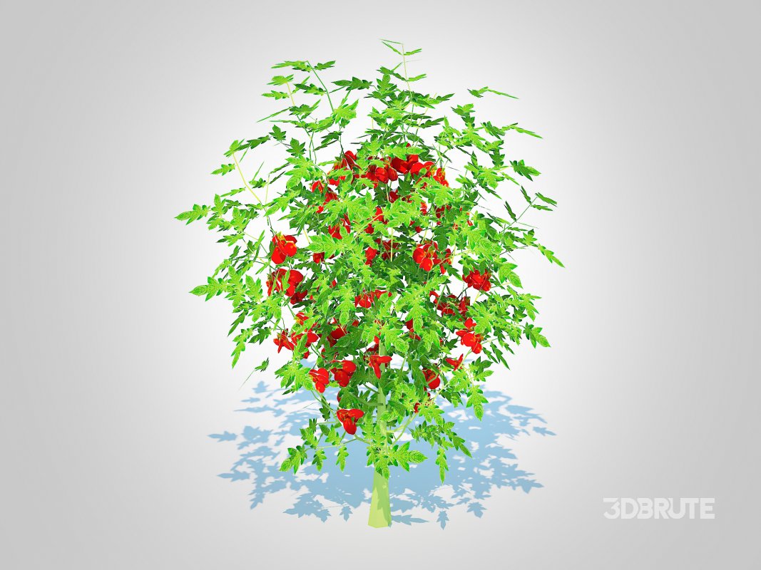 Cherry Tomato Image 5