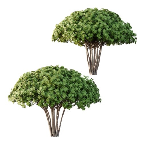 Edgeworthia chrysantha Plant Bush 04