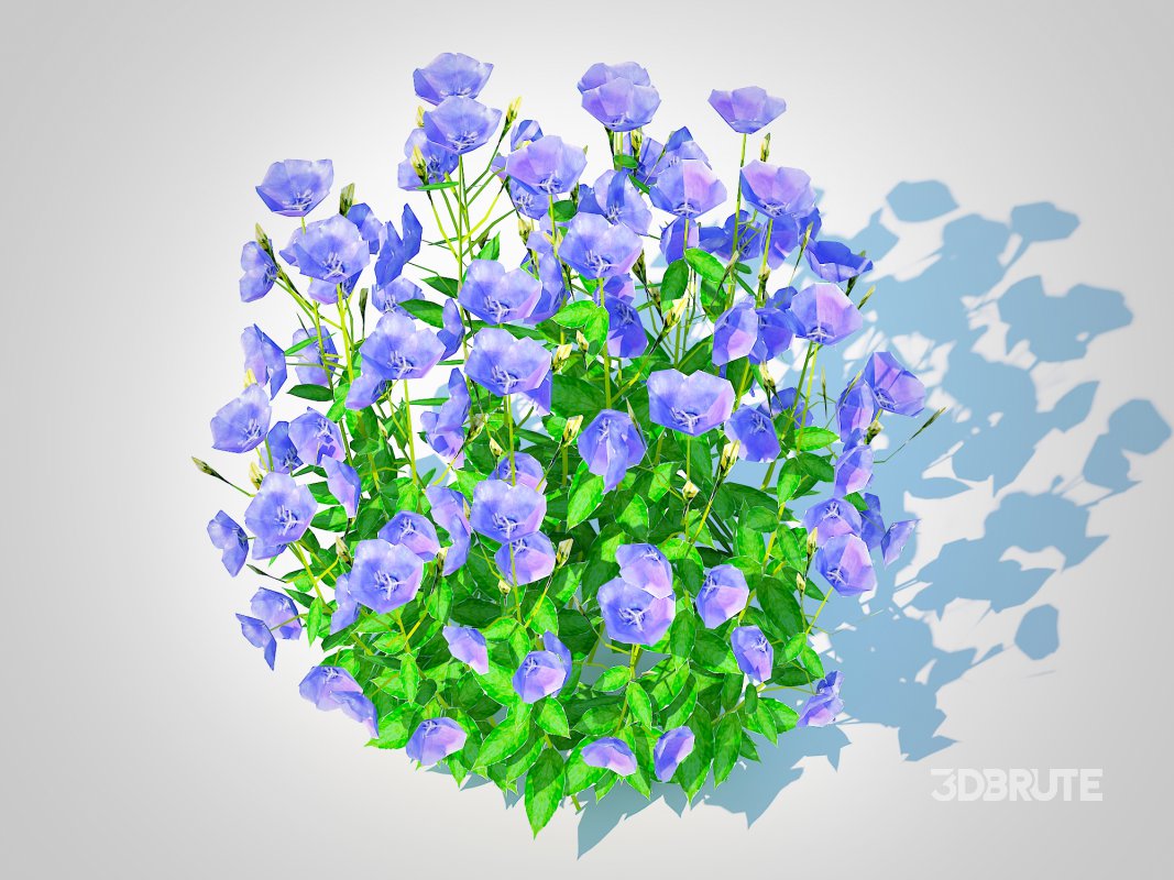 Campanula carpatica – Carpathian Bellflower_Blue Image 3