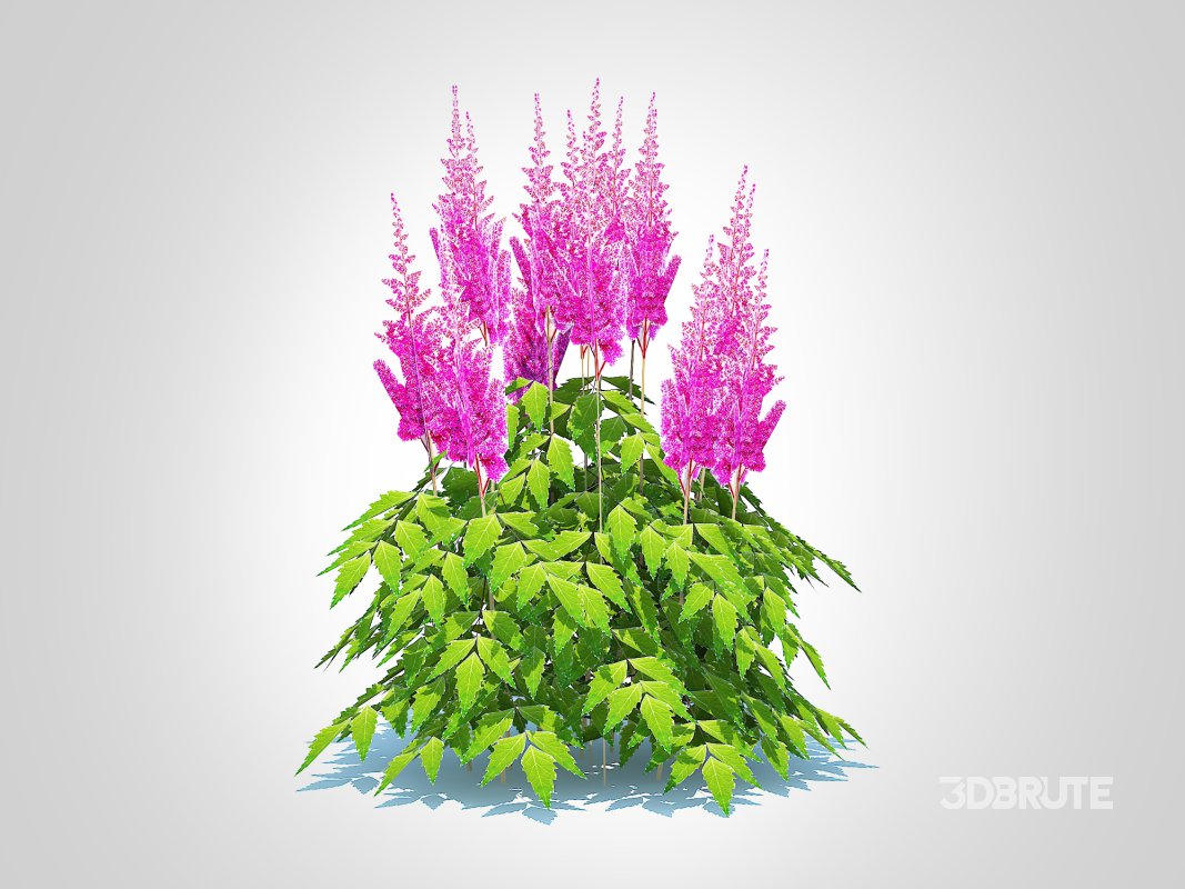 Astilbe-pink Image 2