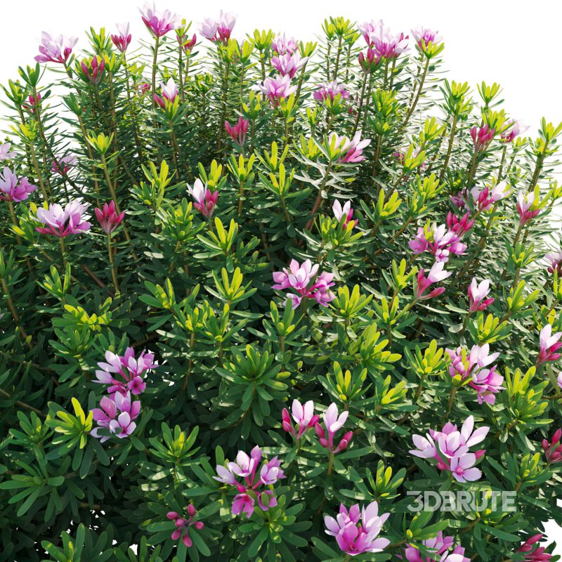 Daphne arbuscula – Shrubby daphne 02 Image 6