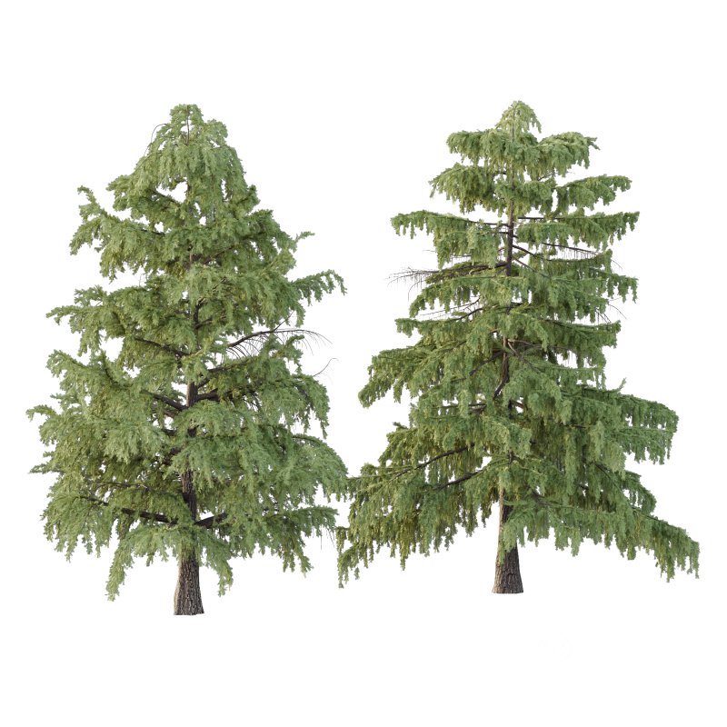 Cedrus deodara Tree 001 Image 2