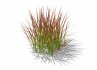 Imperata-Japanese Blood Grass - Thumbnail 4