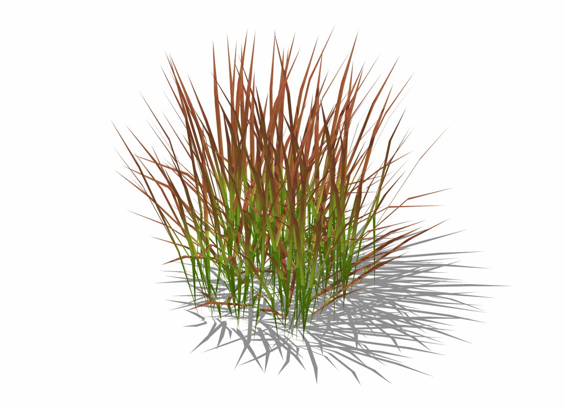 Imperata-Japanese Blood Grass Image 4