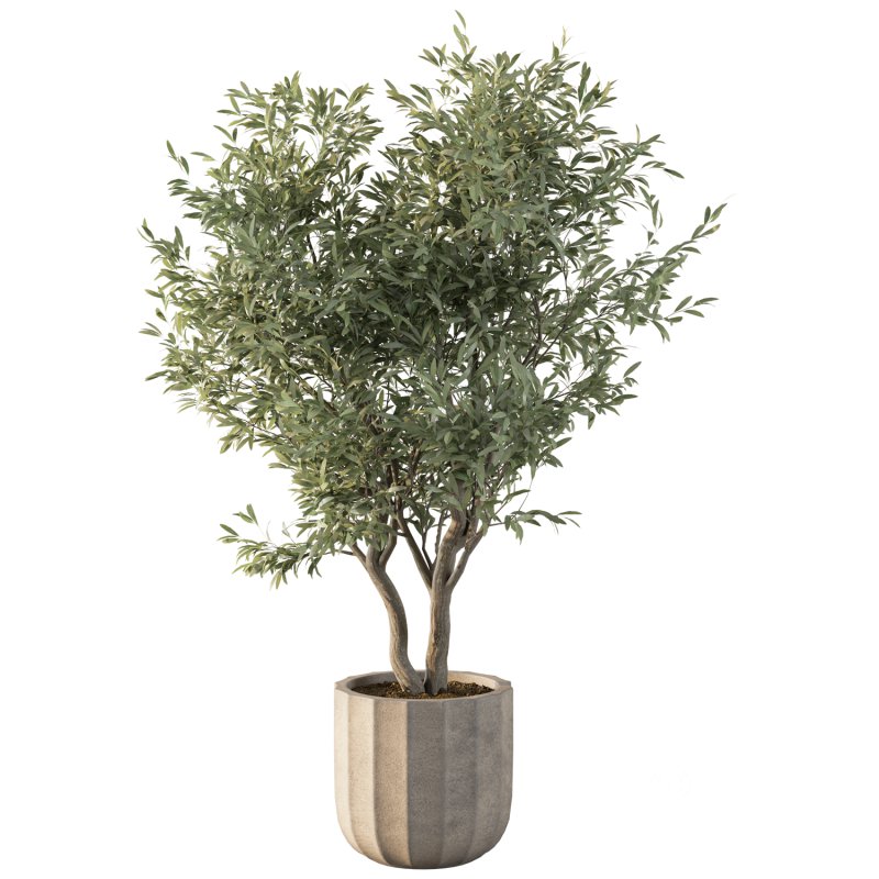 Olive Tree Indoor Plant Set.10 Image 3