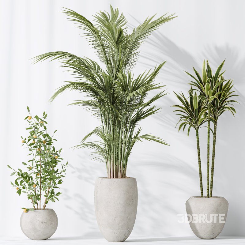 AV Indoor plants set 197 Ficus Bonsai Ginseng and Lemon Lime Cane Dragon and ParadiseBird and Areca Palm Image 6