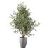 Olive Tree Indoor Plant Set.20 - Thumbnail 4