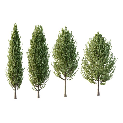 Carpinus Betulus Tree 04
