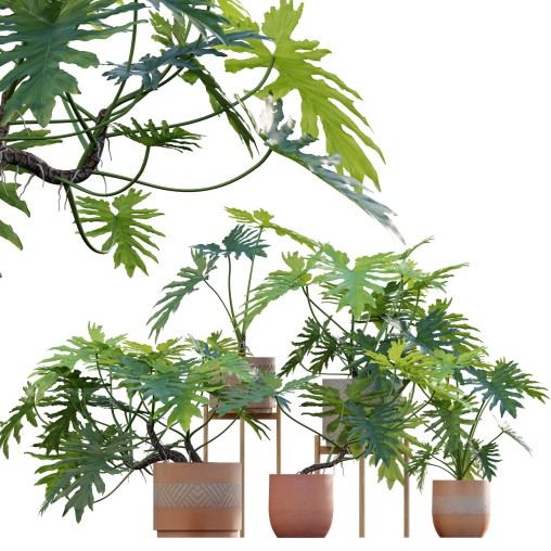 Philodendron bipinnatifidum – Philodendron selloum Split