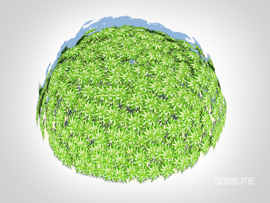 Artemesia schmidtiana – Silvermound Image 3