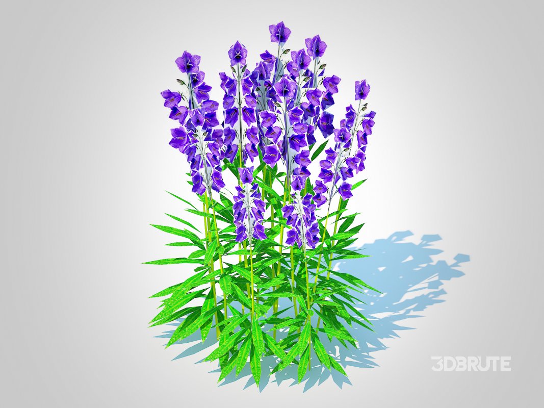 Campanula persicifolia – Peach-leaved bellflower_Blue Image 1