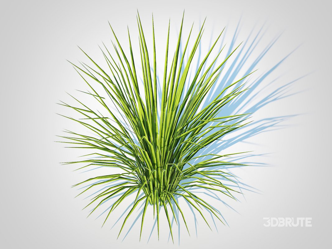 Acorus gramineus variegatus – Sweet Flag Image 4