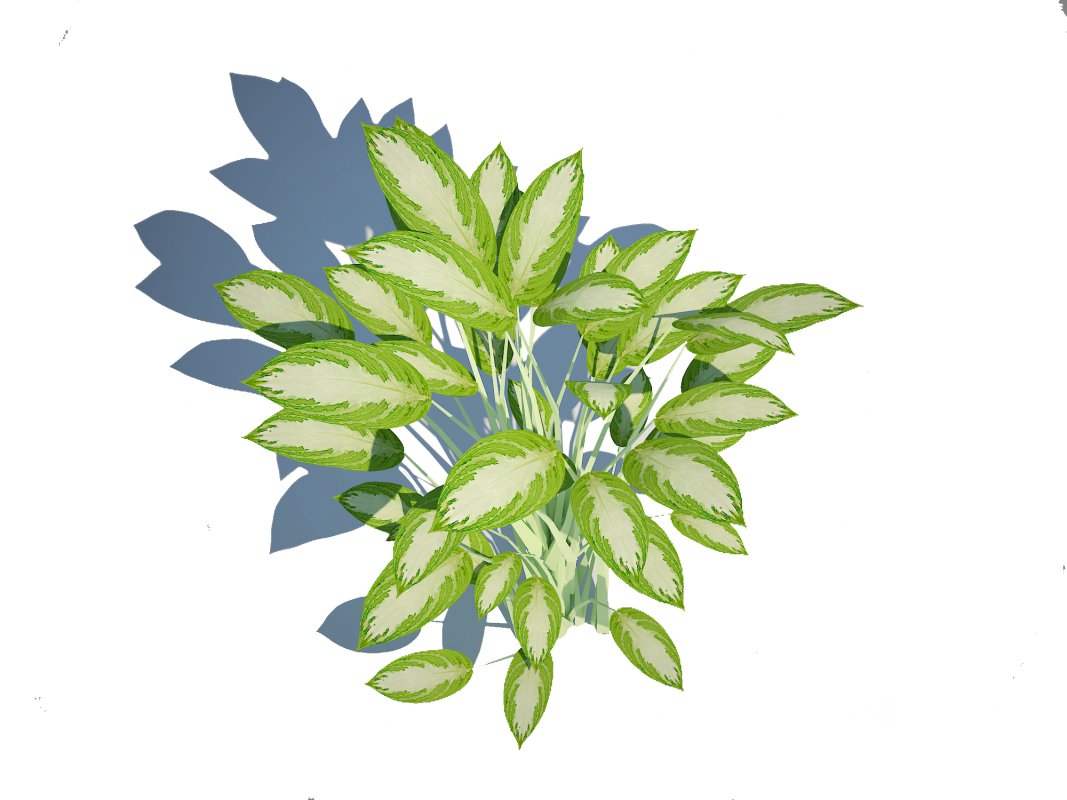 Aglaonema commutatum Image 2