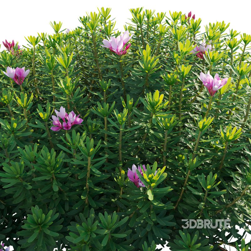 Daphne arbuscula – Shrubby daphne 02 Image 4