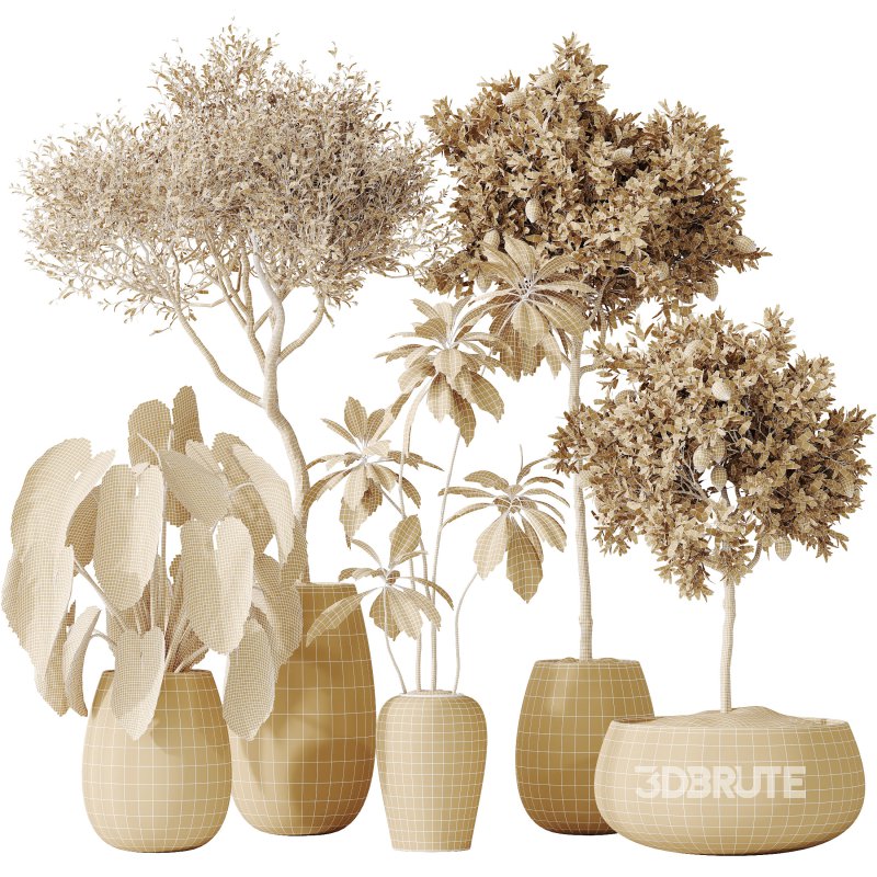 AV Indoor plants set 200 Mandarin Fruit Lemon Tree and Alocasia Jardin and Ficus Cyathistipula Fig and Mission Olive Image 8