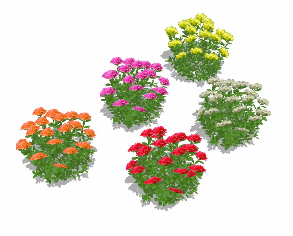 Azalea ( Orange, Pink, Red, White, Yellow) Image 7