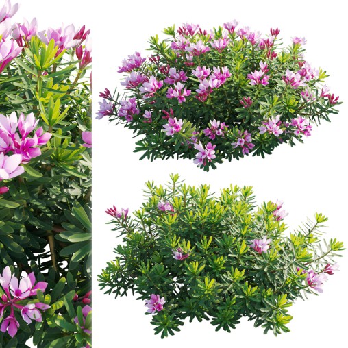 Daphne arbuscula – Shrubby daphne 01