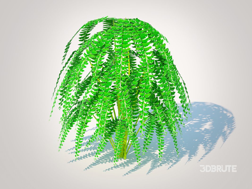 Adiantum pedatum – Maidenhair Fern Image 1